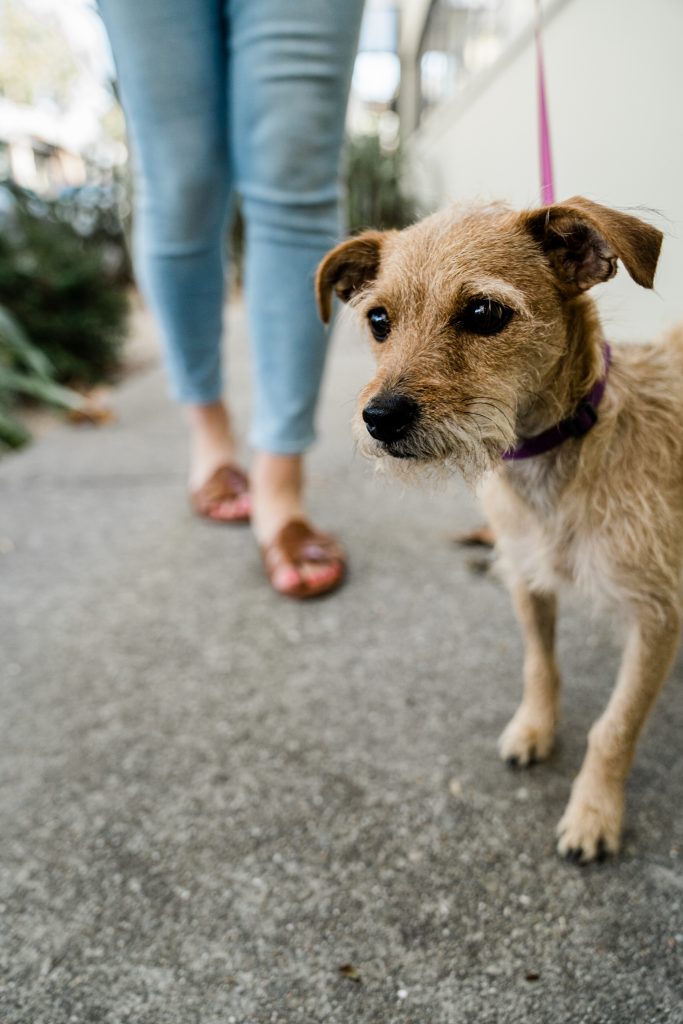 Adopt a dog
