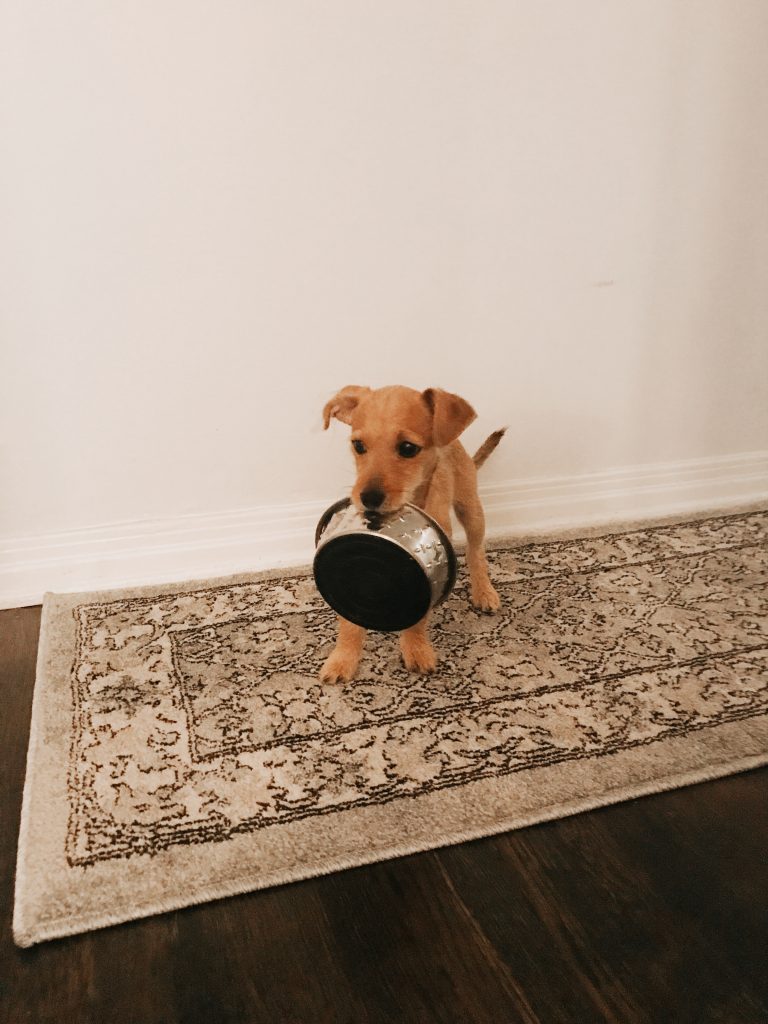 roo