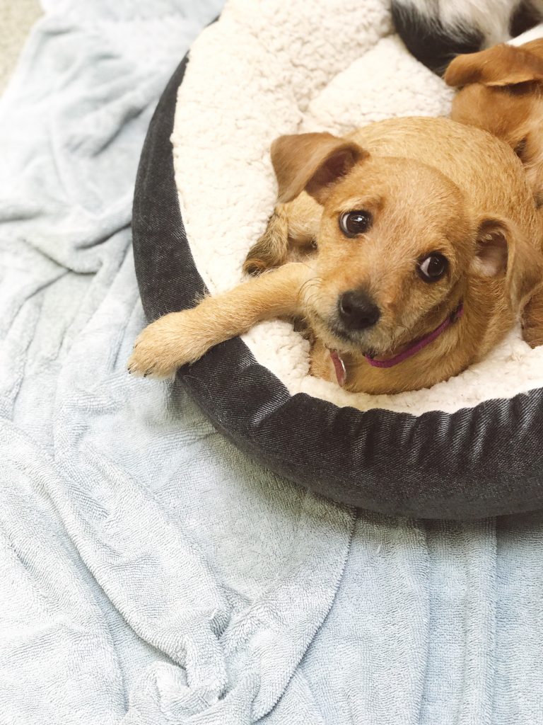Roo adopting a dog