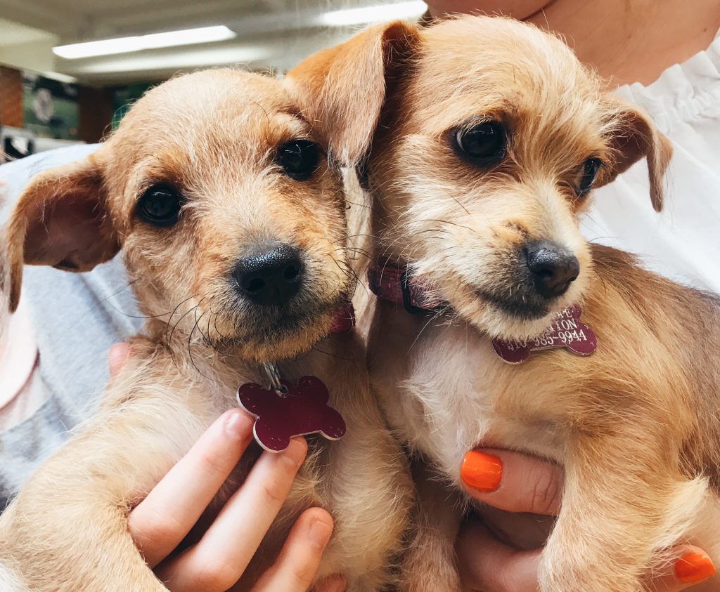 Ideas for adopting a dog