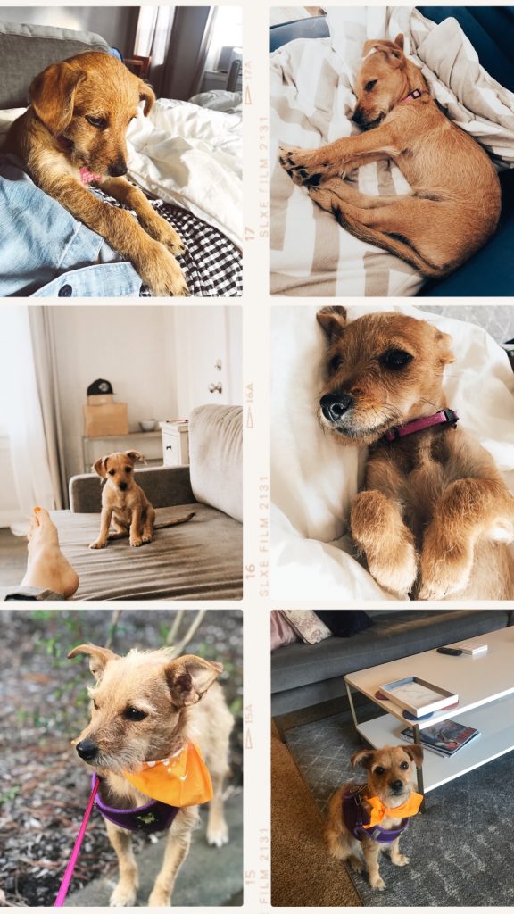 How to adopt a dog