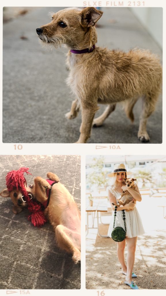Ideas for adopting a dog